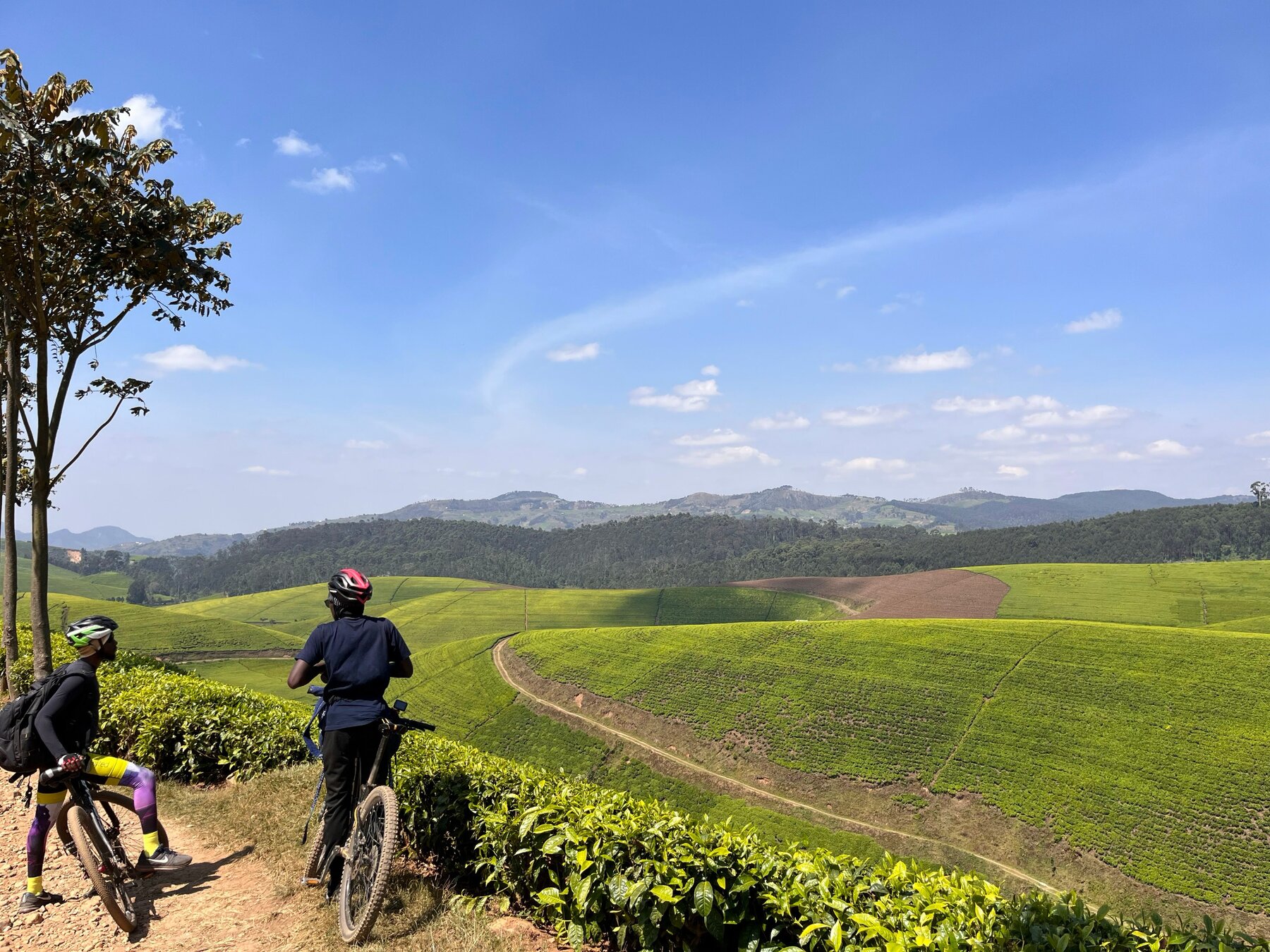Two cyclists pausing on a trail above rolling green tea fields on the Congo Nile Trail